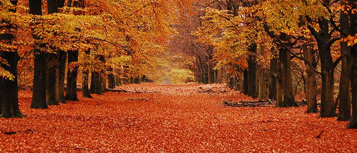 Hoge Veluwe National Park