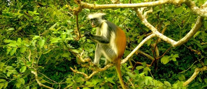 Things To Do In Zanzibar - Jozani Forest