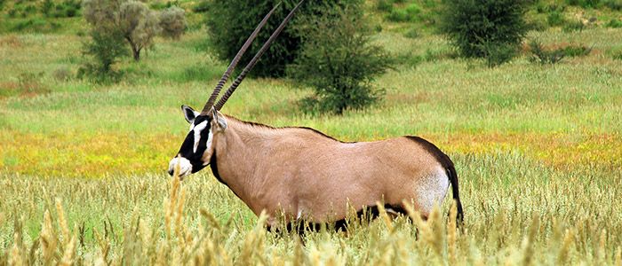 Kalahari Transfrontier Park