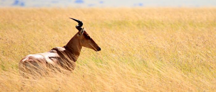 Best Tourist Destinations - Kenya