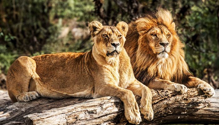 Kenya - Safari Love Story