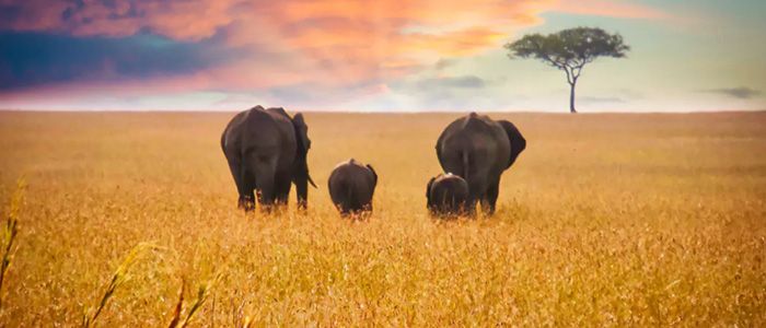 Kenya, 15+ Cheapest Holiday Destinations From South Africa