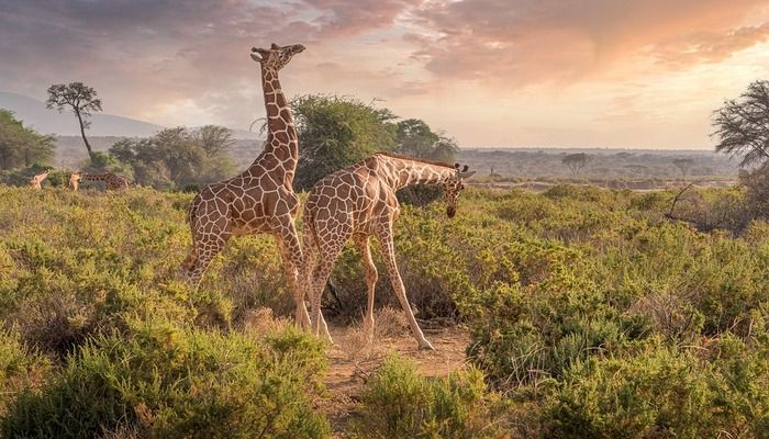 Kenya