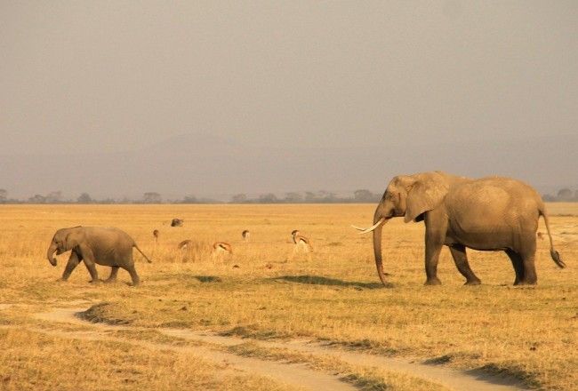 Kenya Ecotourism : 6 Amazing Things To Do For Spectacular Experiences