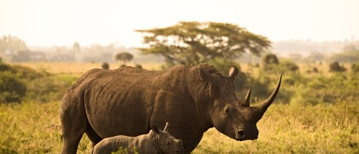 Kenya Safari Tours: Best Time