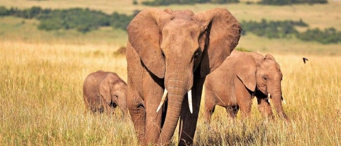 Kenya wildlife