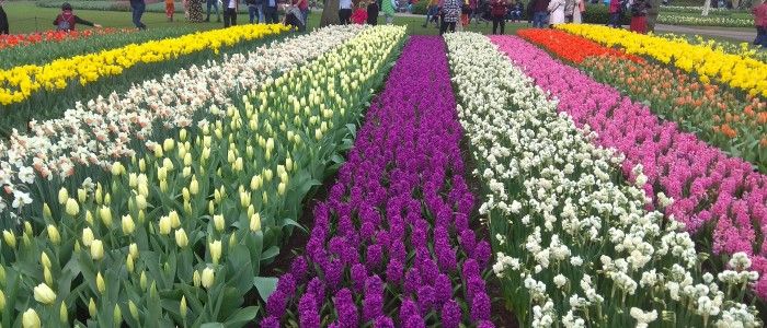 Keukenhof Garden