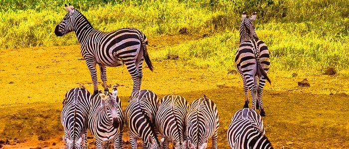 Kilaguni Serena Safari Lodge
