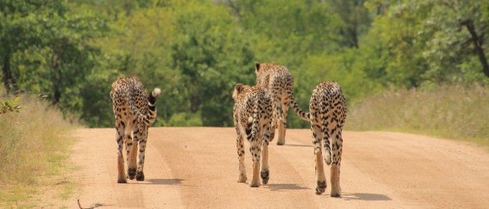 Kruger National Park