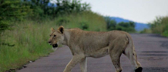 Kruger National Park South Africa