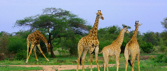 Kruger National Park