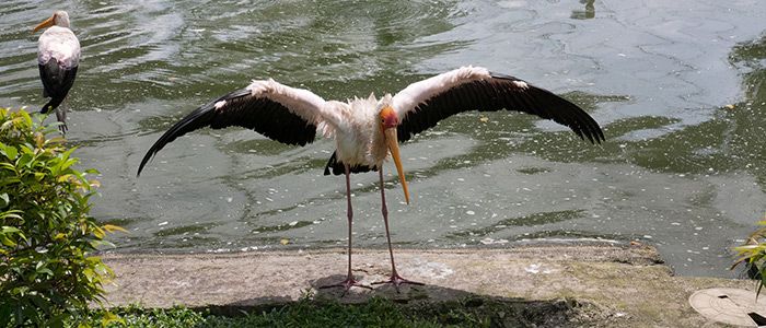 Kuala-Lumpur-Bird-Park.jpg