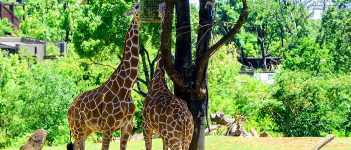 Kumasi Zoological Gardens