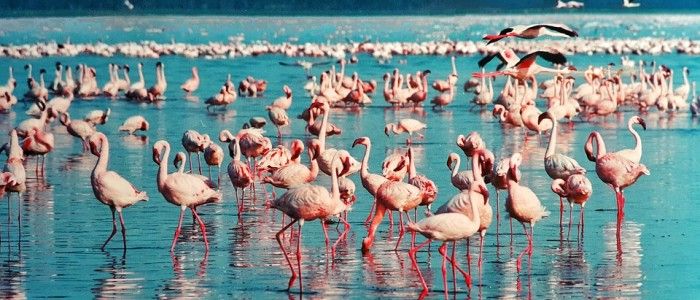 Lake Nakuru Kenya