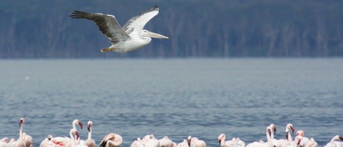 Lake Nakuru National Park