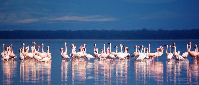 Lake Nakuru