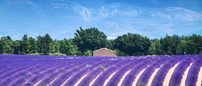 things to do in France - Lavender Fields France