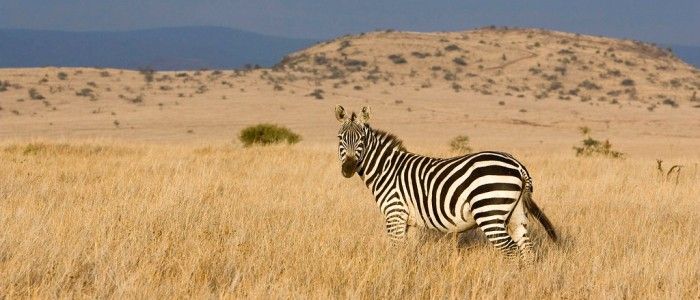Lewa Wildlife Conservancy
