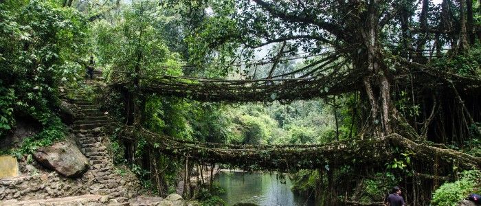 Things to do in India  - Living root bridges