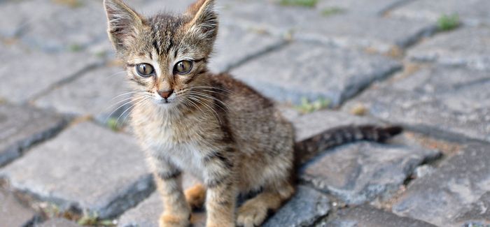 Local-Kittens.jpg