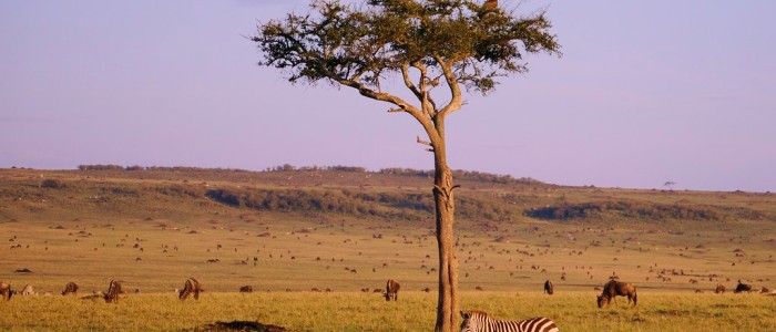 Maasai Mara National Reserve