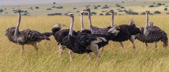 Things To Do In Kenya - Maasai Ostrich