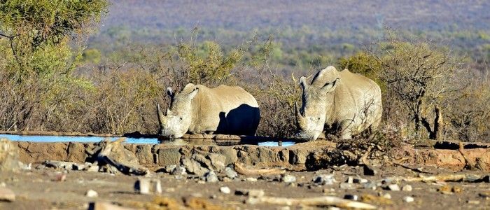 Madikwe Game Reserve