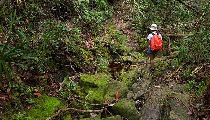 Malaysia - Jungle Journeys