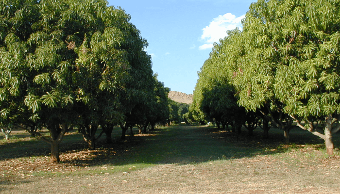 Mango Farms, Umluj