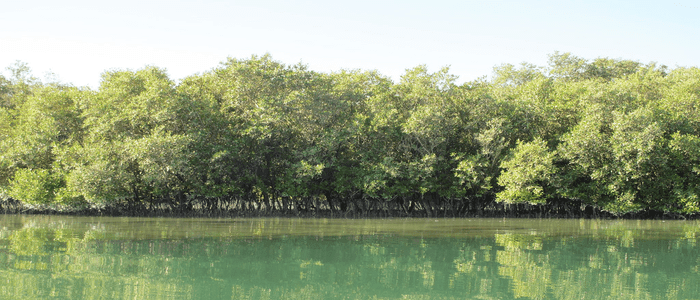 Mangrove-National-Park-1.png