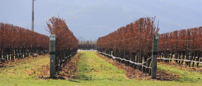 Marlborough-vineyards.jpg