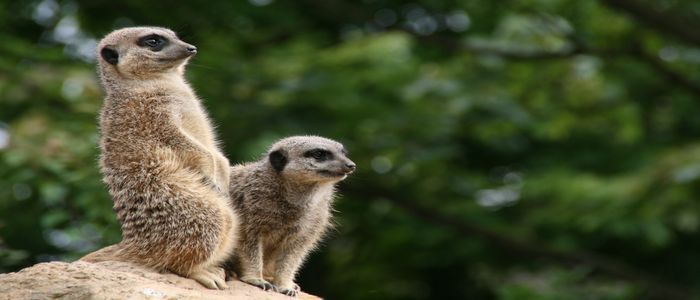 Meerkats_london_zoo.jpg