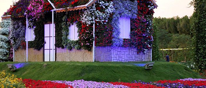 Miracle garden
