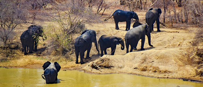 Mole National Park