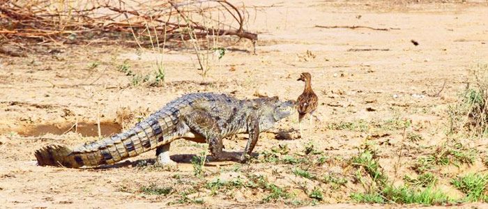 Mole National Park, Ghana