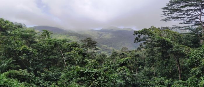 Morne_Seychellois_National_Park_rainforest.jpg