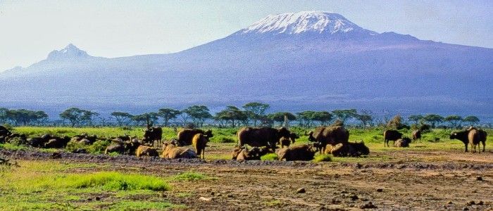 Mount Kenya National Park Safari