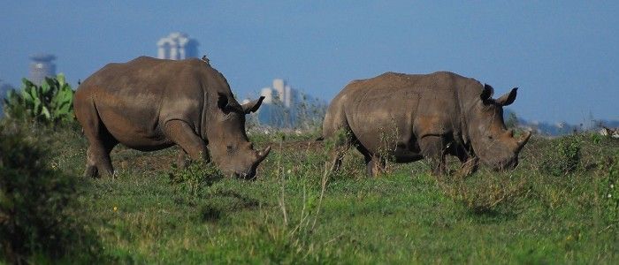 Nairobi National Park