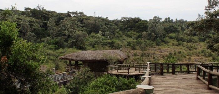Nairobi Safari Walk