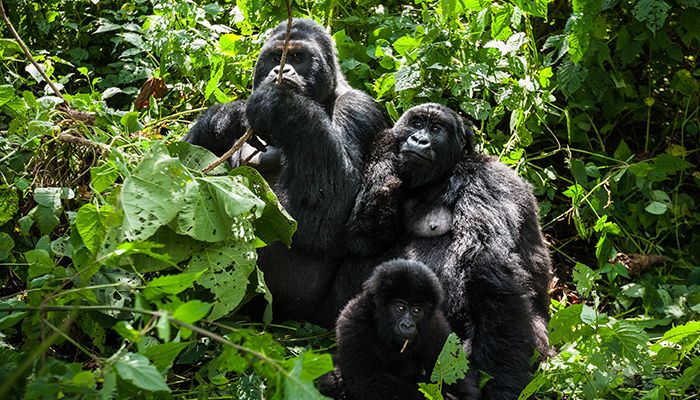 Nkuringo Bwindi Gorilla Lodge, Uganda
