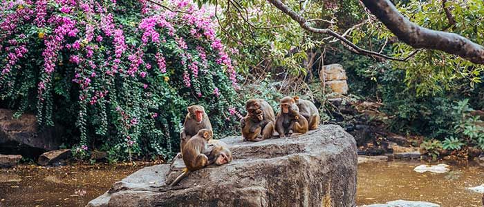 Nurturing rich flora and fauna