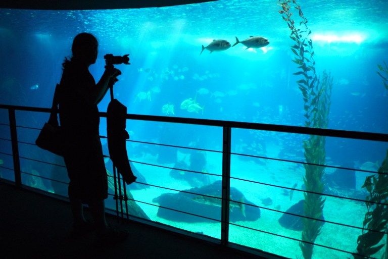 Oceanarium