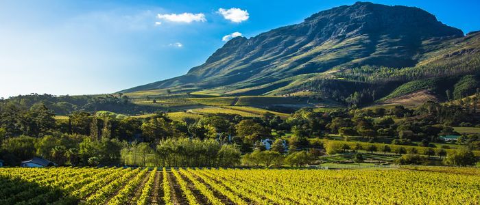 Outstanding-vineyards.jpg