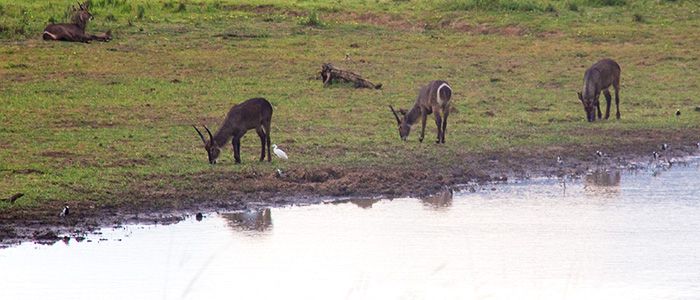 Pilanesberg National Park