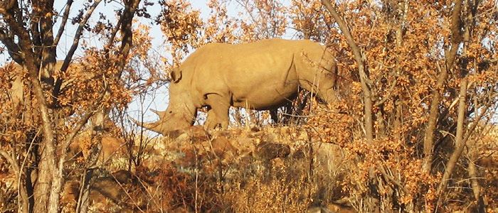 How To Reach And Explore The Top 10 Tourist Places In Johannesburg?
