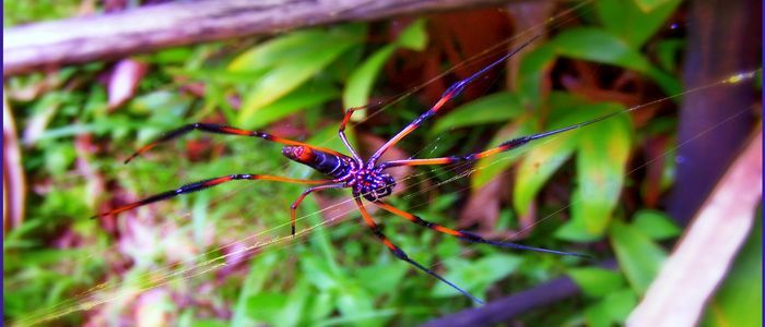 Praslin_National_Park_-_panoramio.jpg