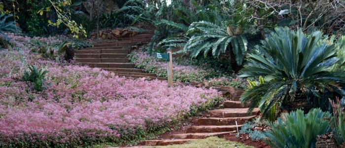 Pretoria National Botanical Garden, Johannesburg