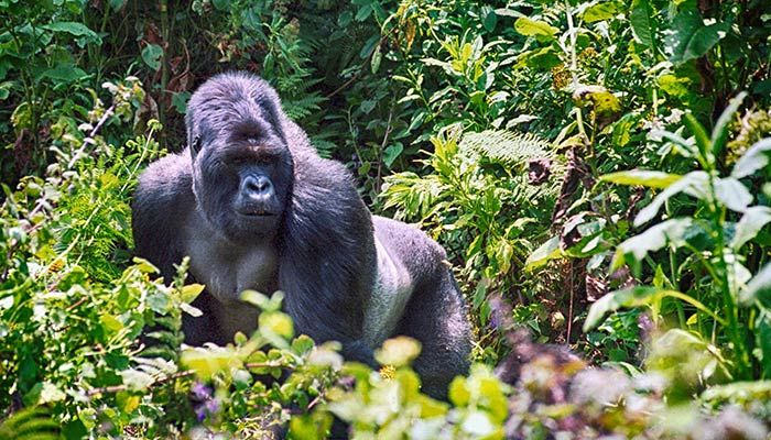 Promoting Wildlife Conservation