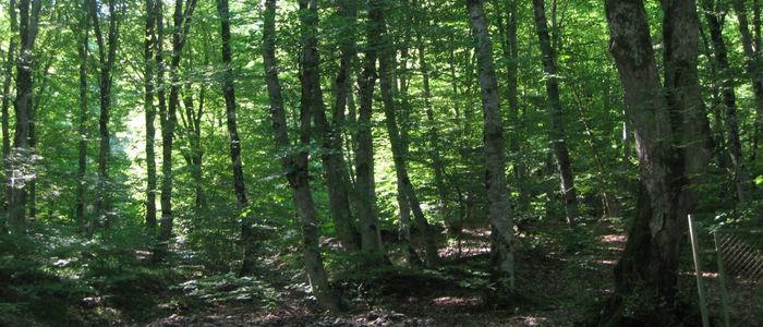 Things to do in Quba - Qachrash Forest