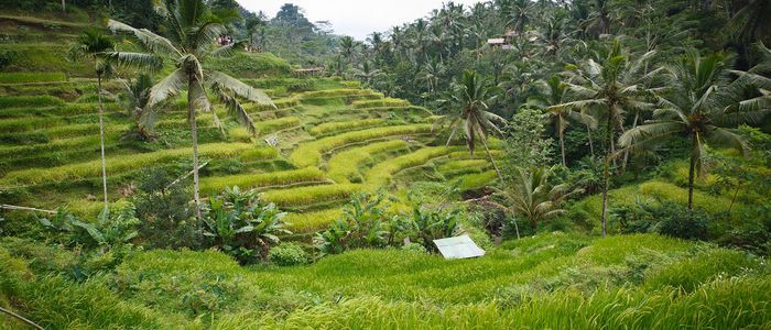 Rice-Terraces-in-Ubud.jpg